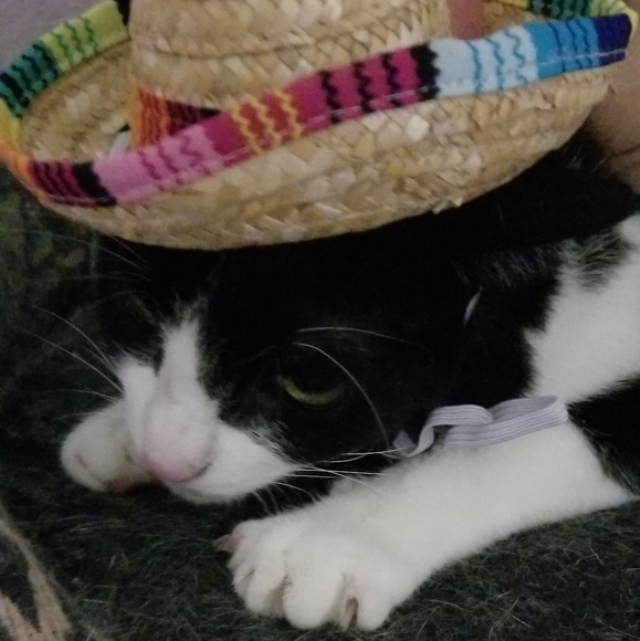 Meet your Posher, Amie - Picture 2 of 3